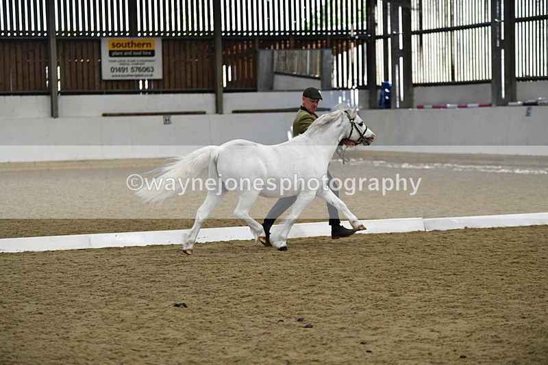 WJ5_5345 - Class 4 In hand M&M - small breeds