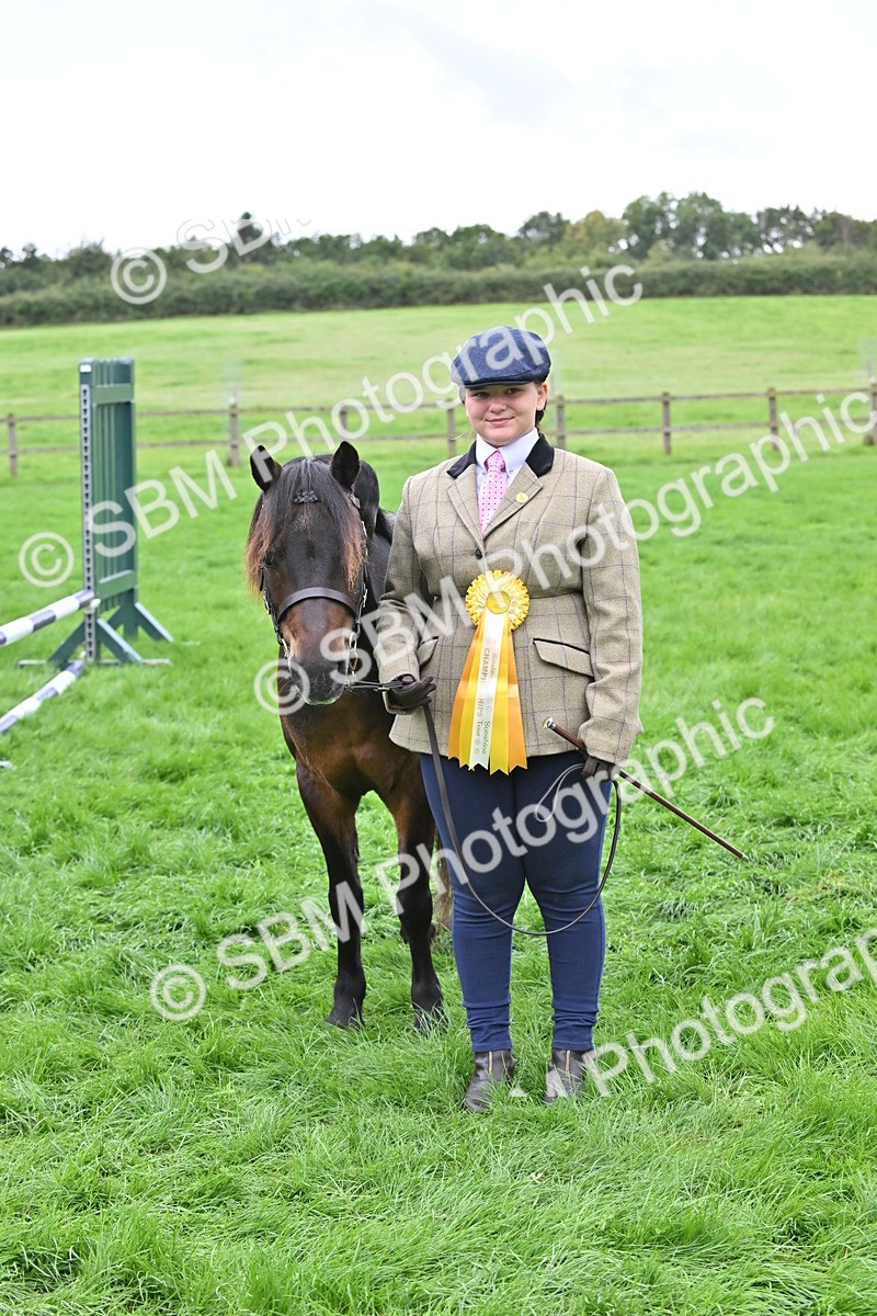 SBM_61078 - S48 - Mountain & Moorland In Hand Small Breeds
