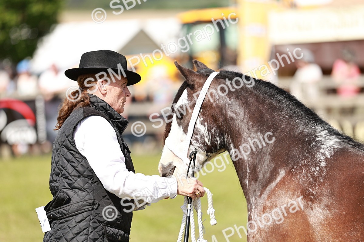 SBM_08606 - Class 63-65 - Traditional Gypsy Cobs In Hand & Ridden