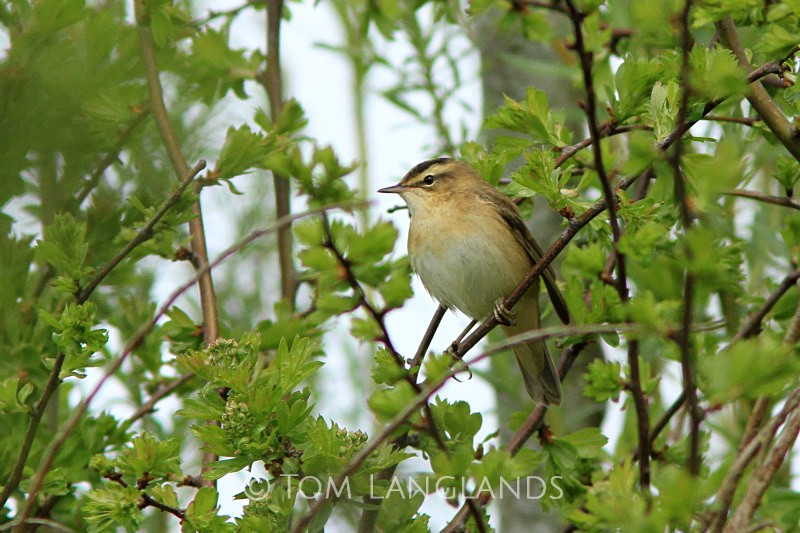 Sedge Warbler - All Other Birds