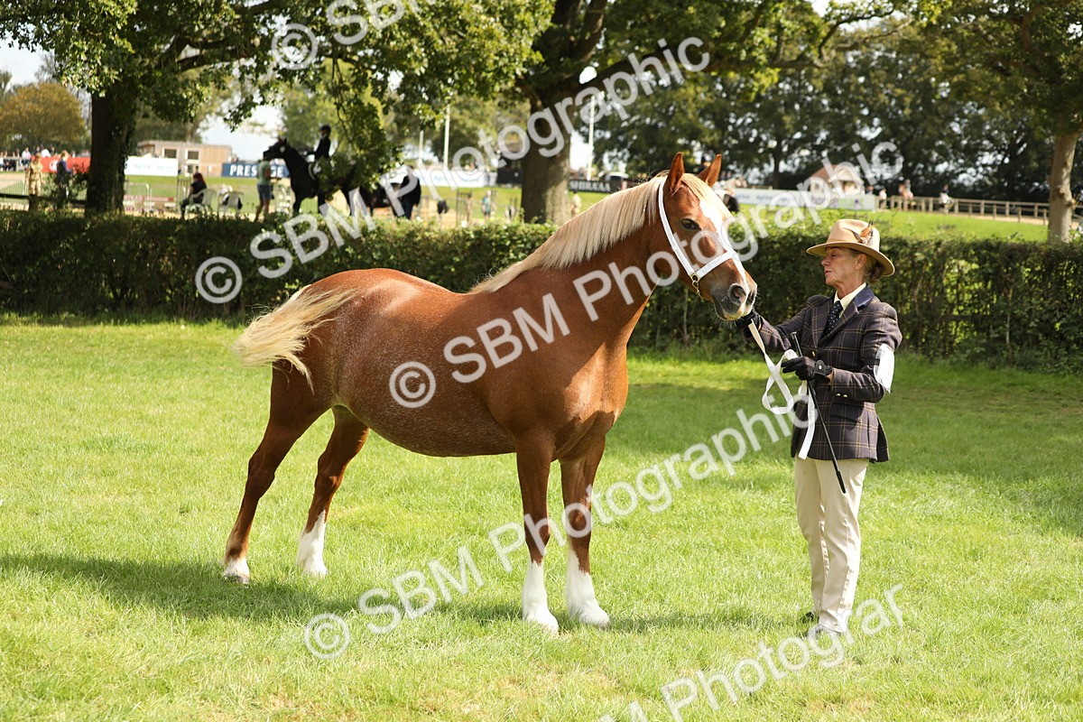 SBM_65435 - S47 - Mountain & Moorland In Hand Large Breeds