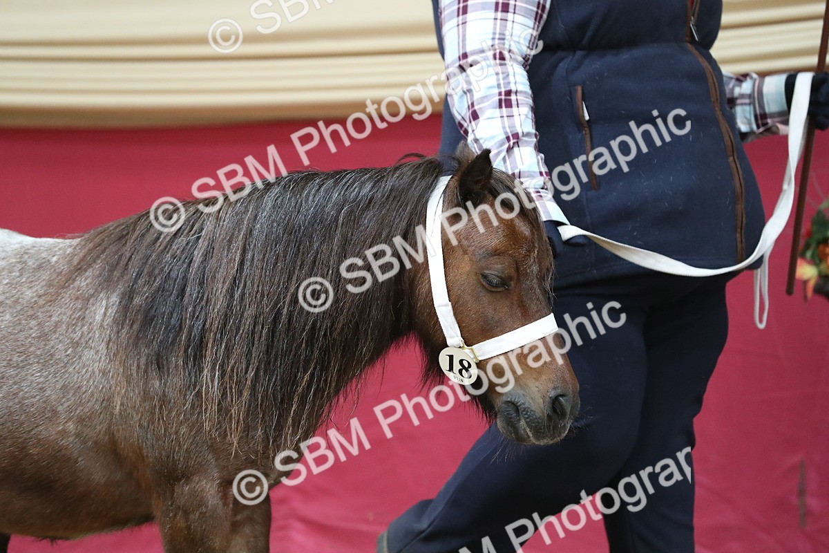 SBM_06218 - Class 9R Regional- IH Pre Vet
