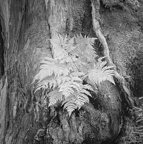 Bark 57 - Bark 2