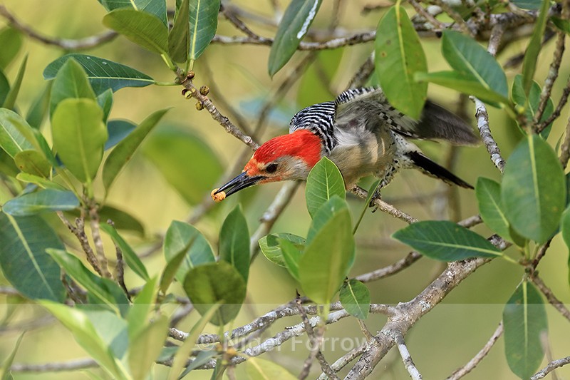 Red-bellied Woodpecker with food, Corkscrew Swamp, Florida - Red-bellied Woodpecker
