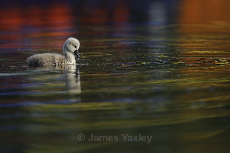 Rainbow Cygnet - Latest Work
