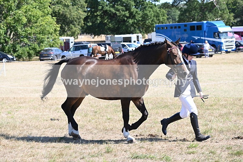 WJ6_8638 - Class 37b Best Loan Pony In-hand