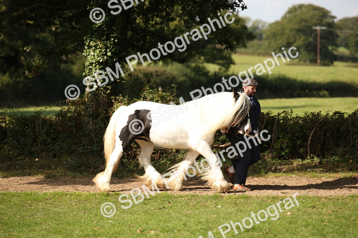 SBM_62213 - S55 - Traditional Cob In Hand