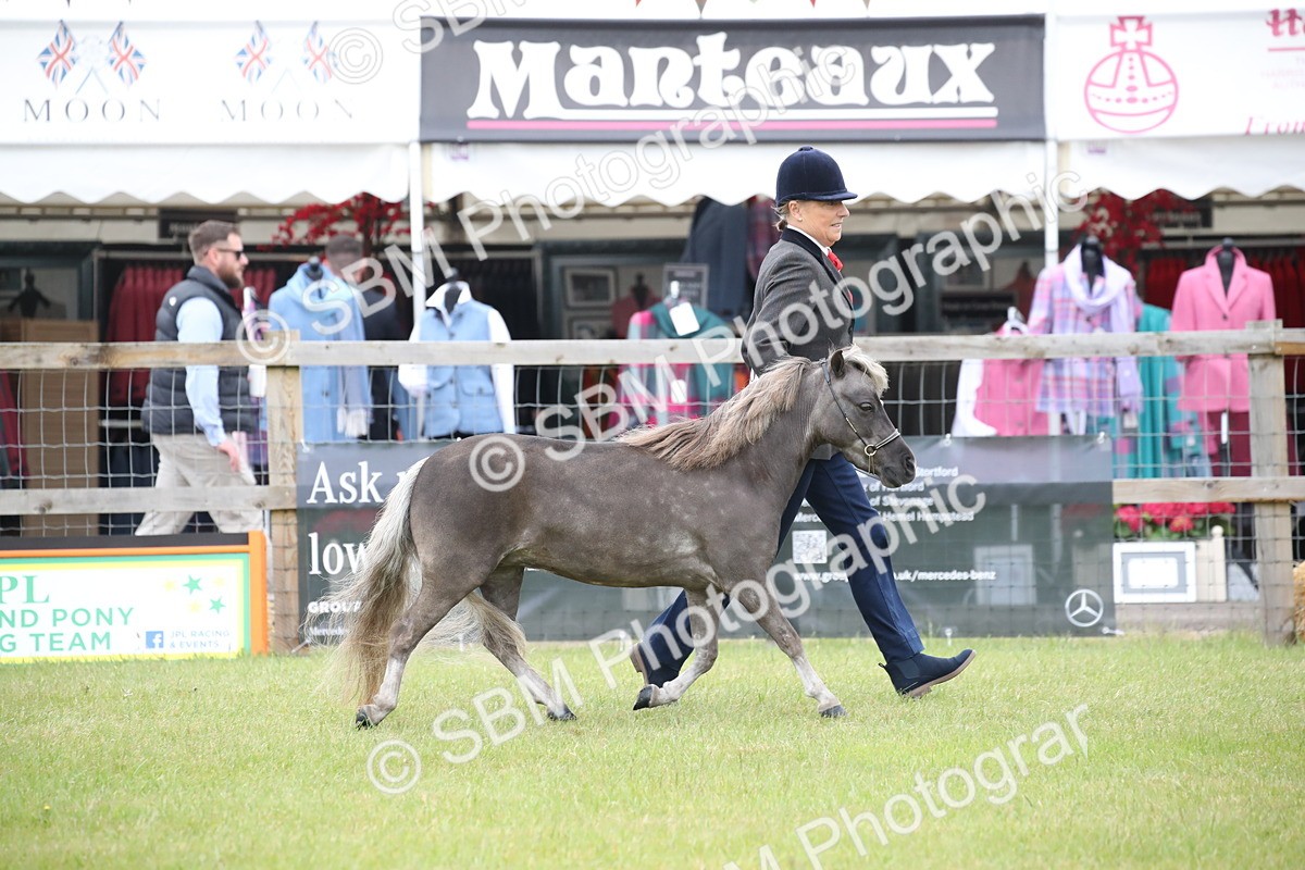 SBM_03866 - Class 23-25 - British Miniature Horse of the Year