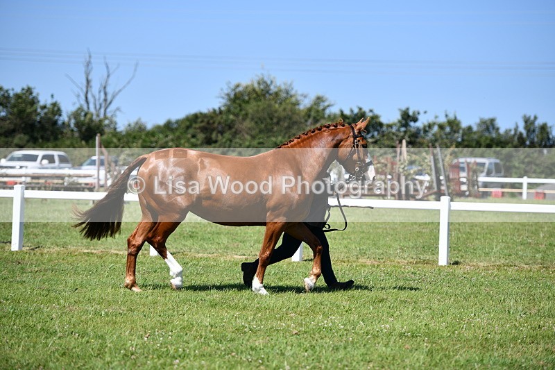 DSC_6743 - Class 57: Hunter/Riding Horse/Hack 1, 2 & 3 yr olds