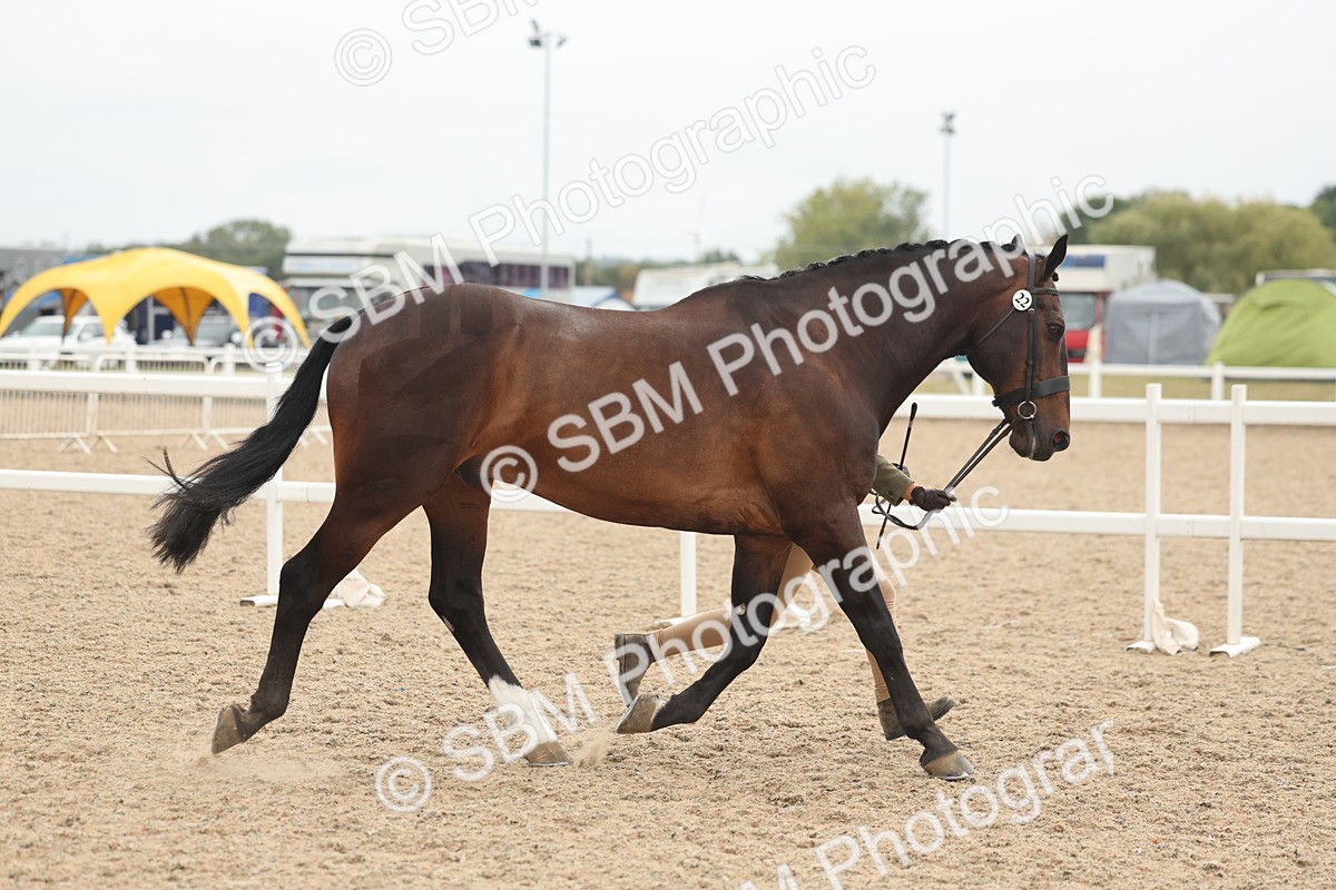 SBM_19812 - Class 318 - IH Part Bred Horse-Pony