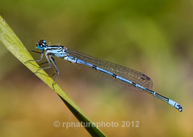 Azure Damselfly - Coenagarion puella RPNP0012 - Insects & Spiders