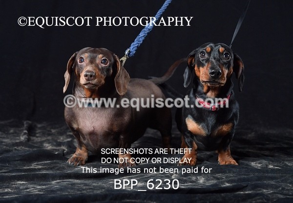 BPP_6230 - LESLEY GRANGER DOGS