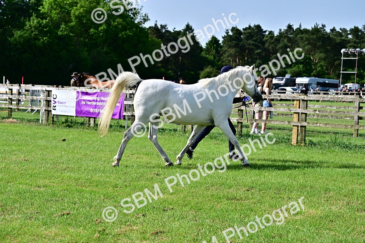 SBM_01073 - Class 46-49 - Arab and Part Bed-Anglo Arab In Hand