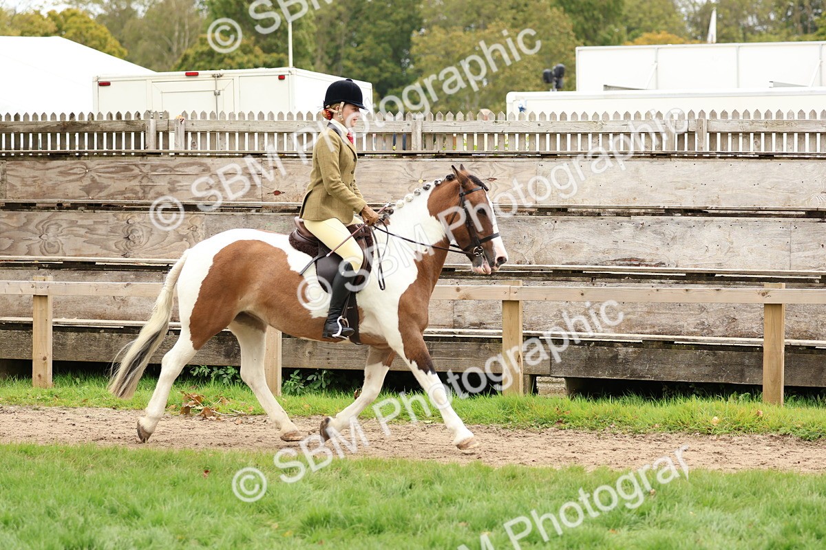 SBM_65200 - S59 - Part Bred Arab & Native Pony Ridden