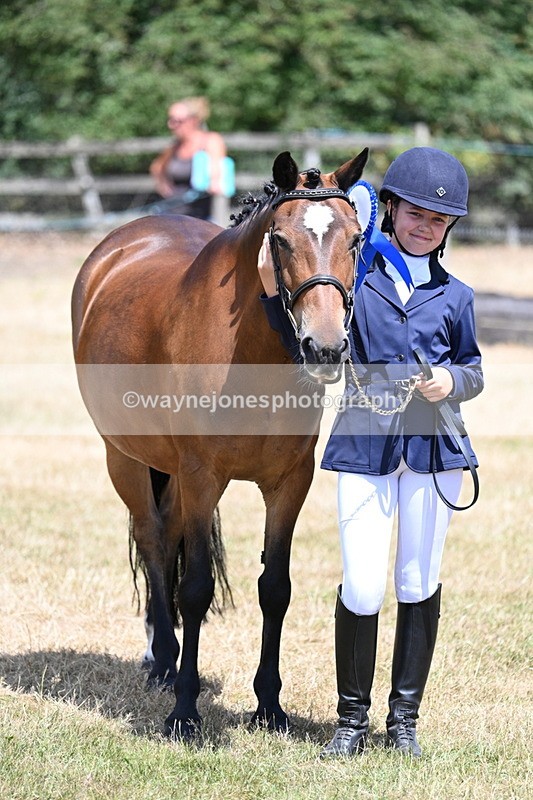 WJ7_2252 - Class 5 Most Handsome Gelding (up to 14.2hh) in hand