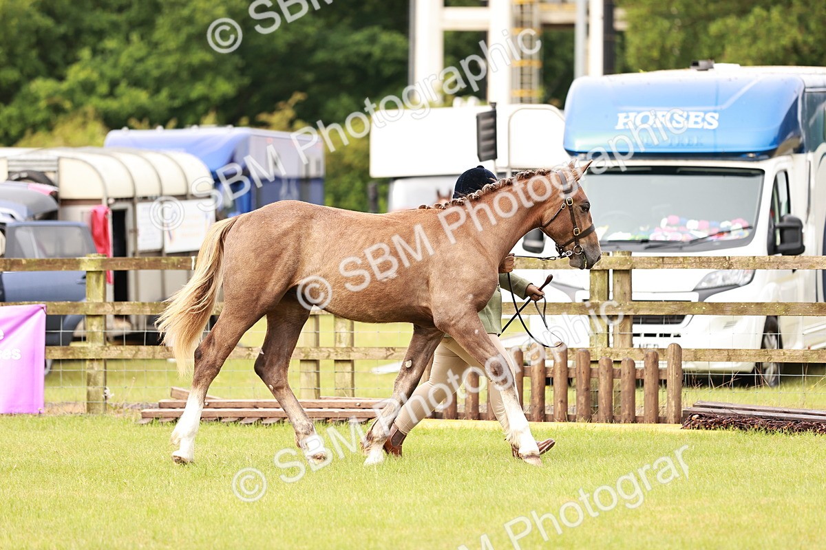 SBM_00668 - Class 26-30 Sport Horse In Hand