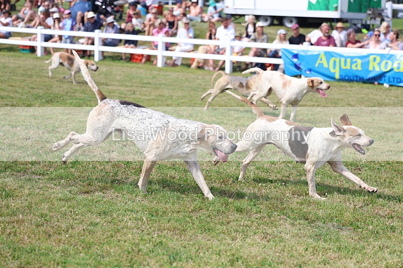 3E7A0184 - Parade of Hounds