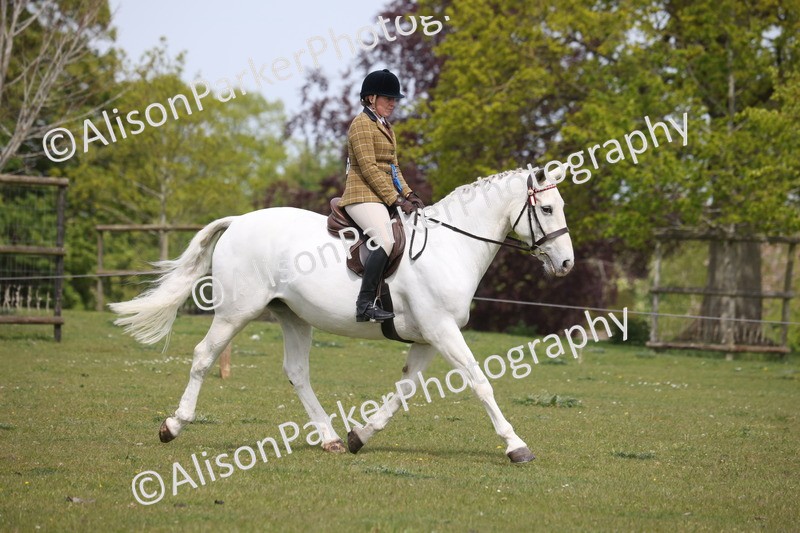 20260426-4448 - Class 34 - Best Riding Horse Over 14.2hh