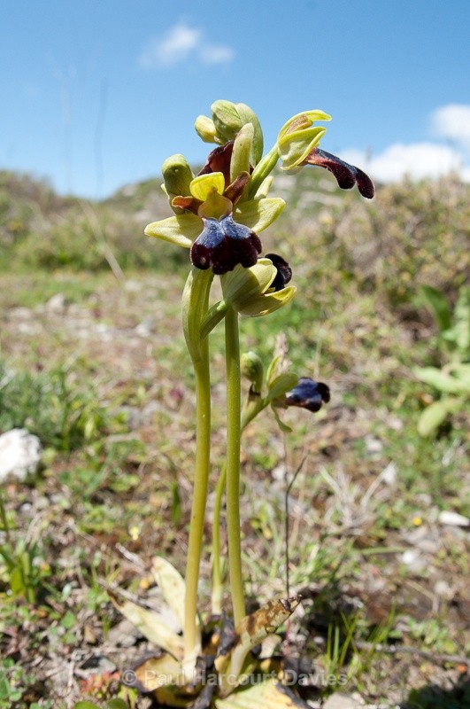  - Orchids - Crete