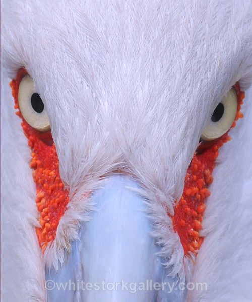 White Stork - Wildlife and Animals