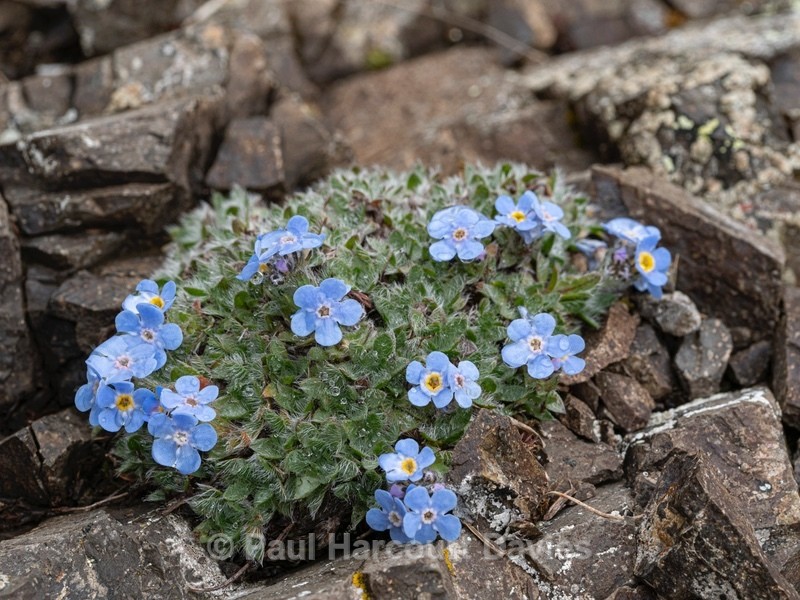 King of the Alps (Eritrichium nanum) - Wild Flowers
