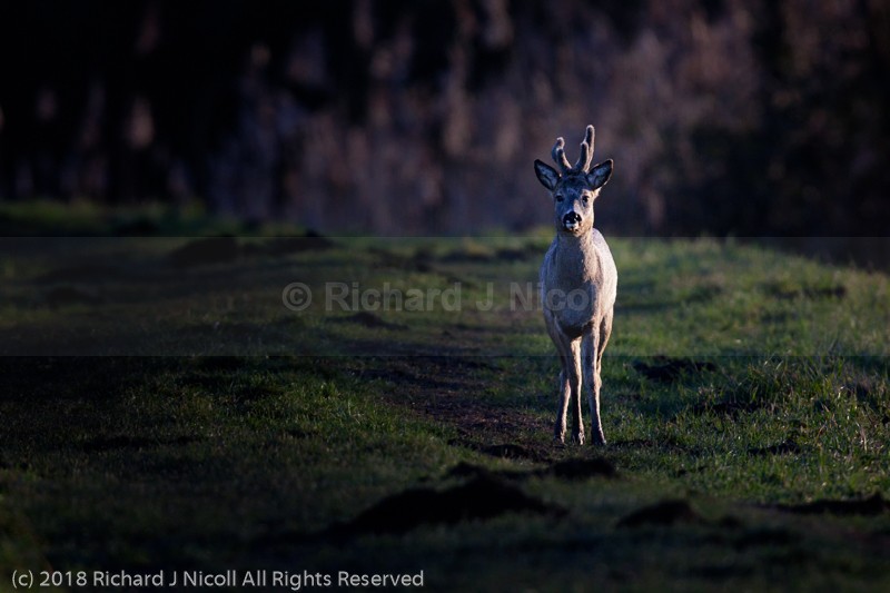 Roe Deer (Capreolus capreolus) in Early Light - Roe Deer (Capreolus capreolus)
