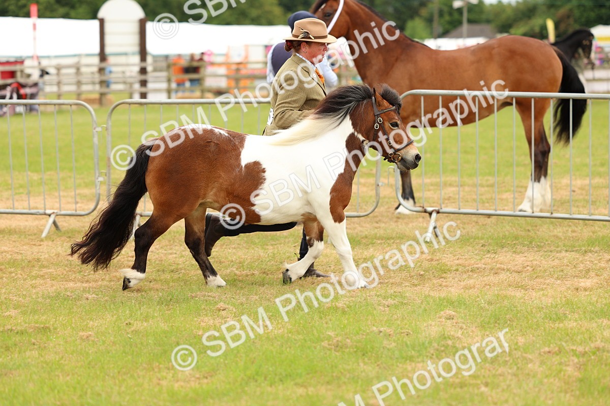 SBM_04414 - Class 64-67 - Shetland Pony In Hand