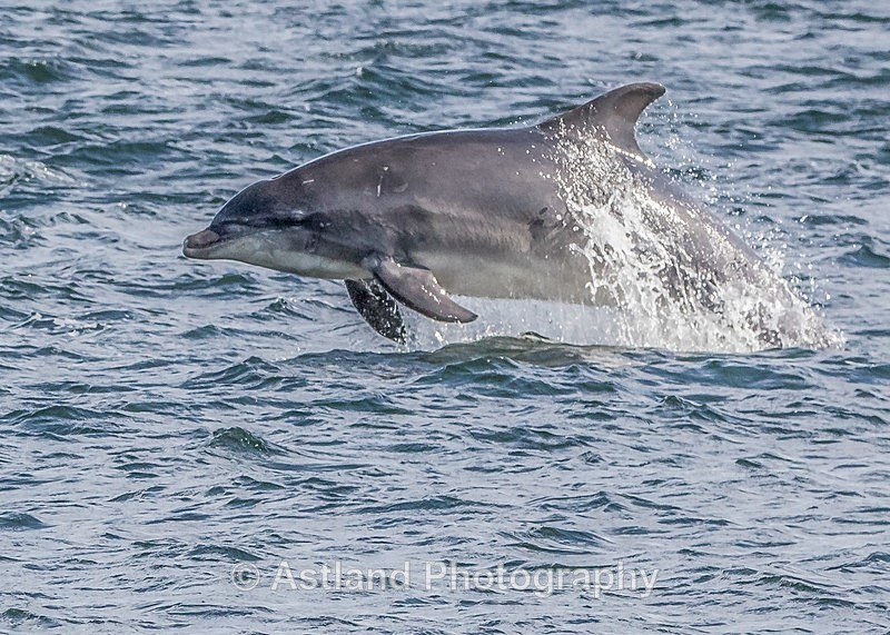 Astland Photography, Bird and Wildlife Images, Susan and Peter Wilson, U.K.