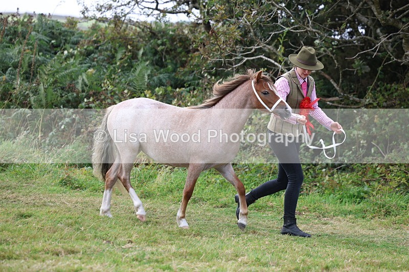 3E7A5639 - In Hand Championship