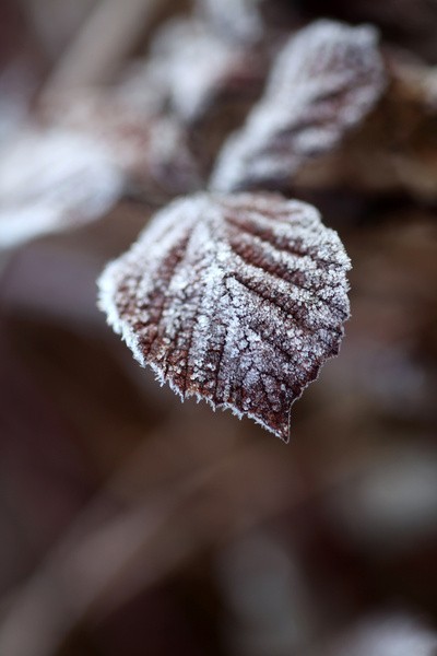 Winter Flowers FL069 - Wild Flowers,  plants & Fungus photography, Great Britain
