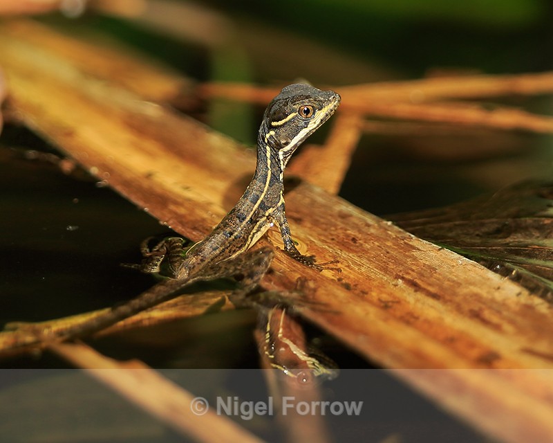 Brown Basilisk, Corcovado National Park, Costa Rica - REPTILES & AMPHIBIANS