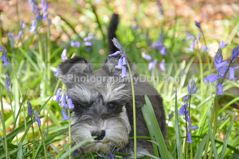  - Schnauzers