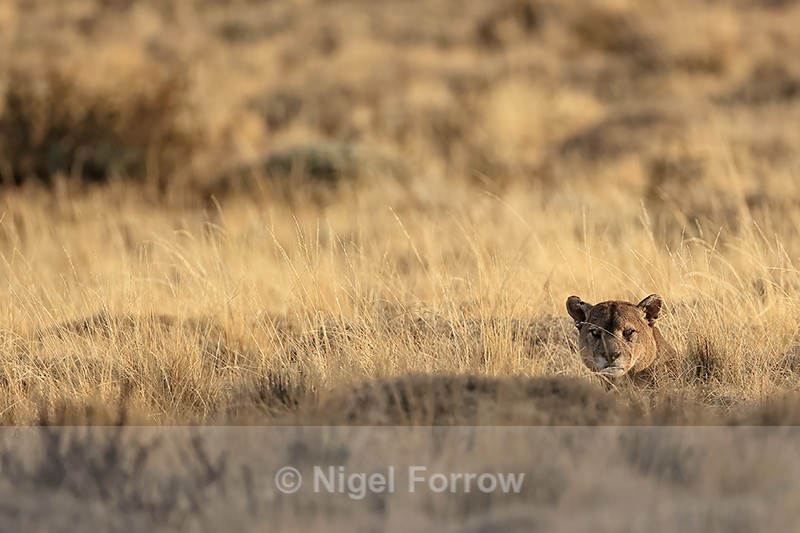 Puma Dark head above grass, Torres del Paine, Chile - Puma