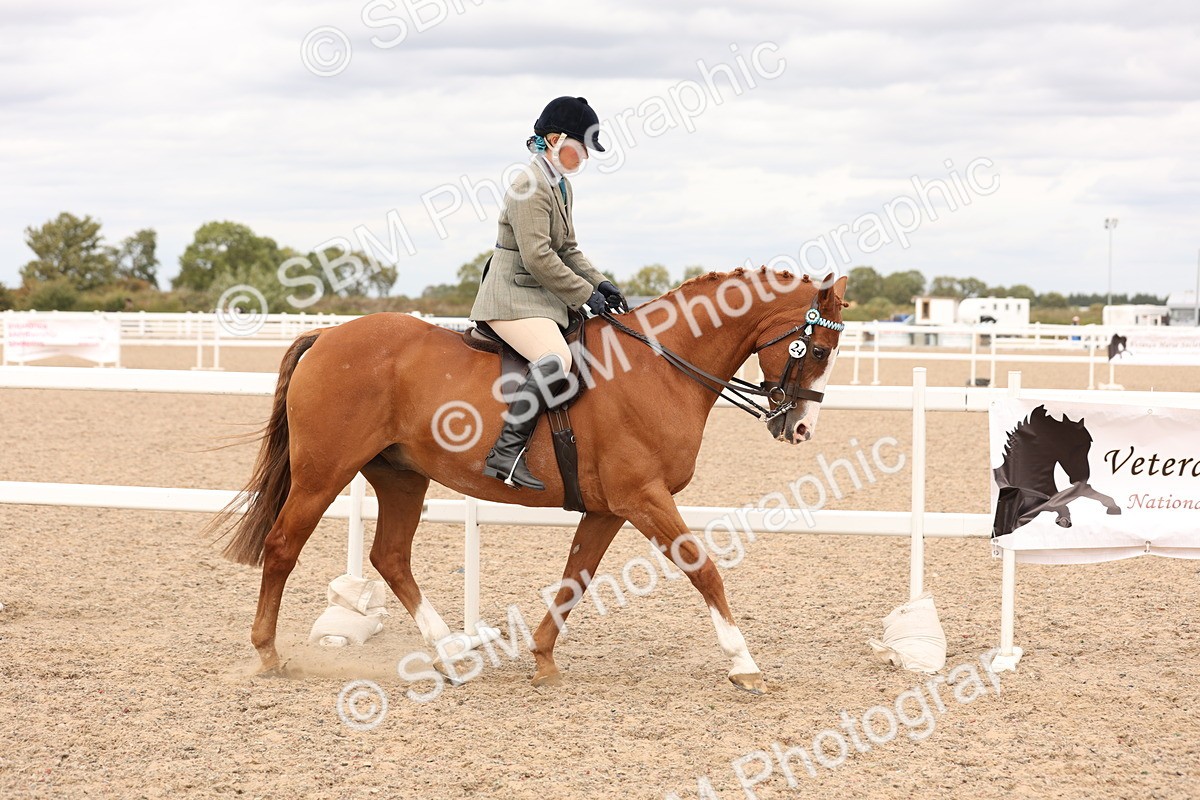SBM_17307 - Class 214 - Ridden Hack Riding Horse