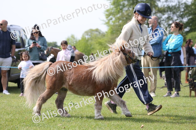 20260426-3180 - Class 26 - Shetland Ponies and Minitures