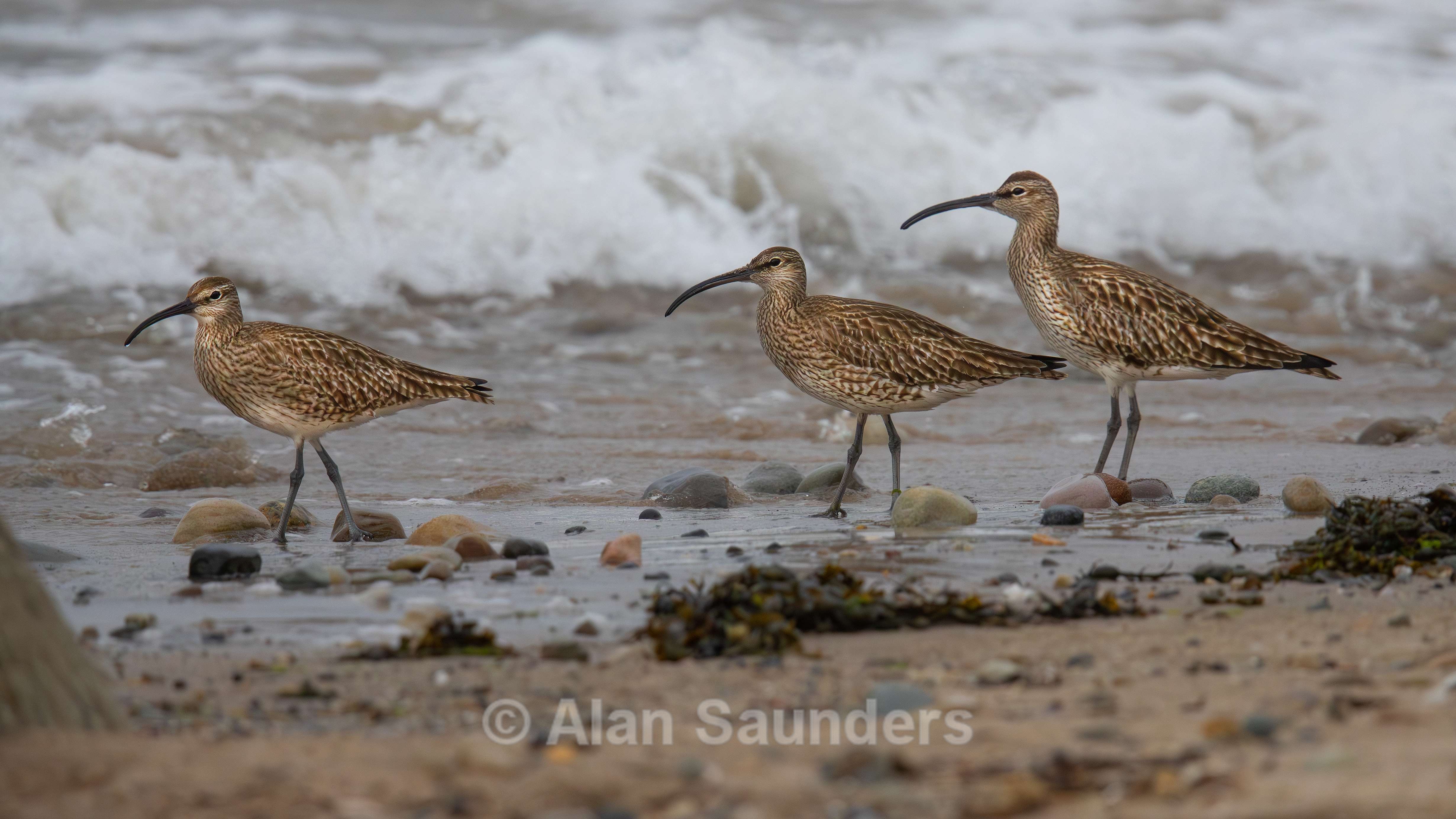 Eurasian Whimbrel 15