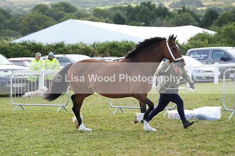 DSC05764 - Class 51: NPS M&M 4 years and over Large Breeds