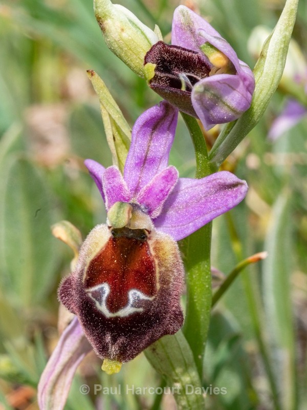 Shield Ophrys (Ophrys argolica ssp. biscutella also Ophrys biscutella or O. crabronifera ssp biscutella - Gargano - Wild Orchids