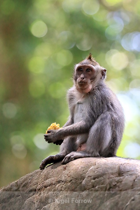 Young Macaque on dragon bridge at Ubud Monkey Forest, Bali - Monkey