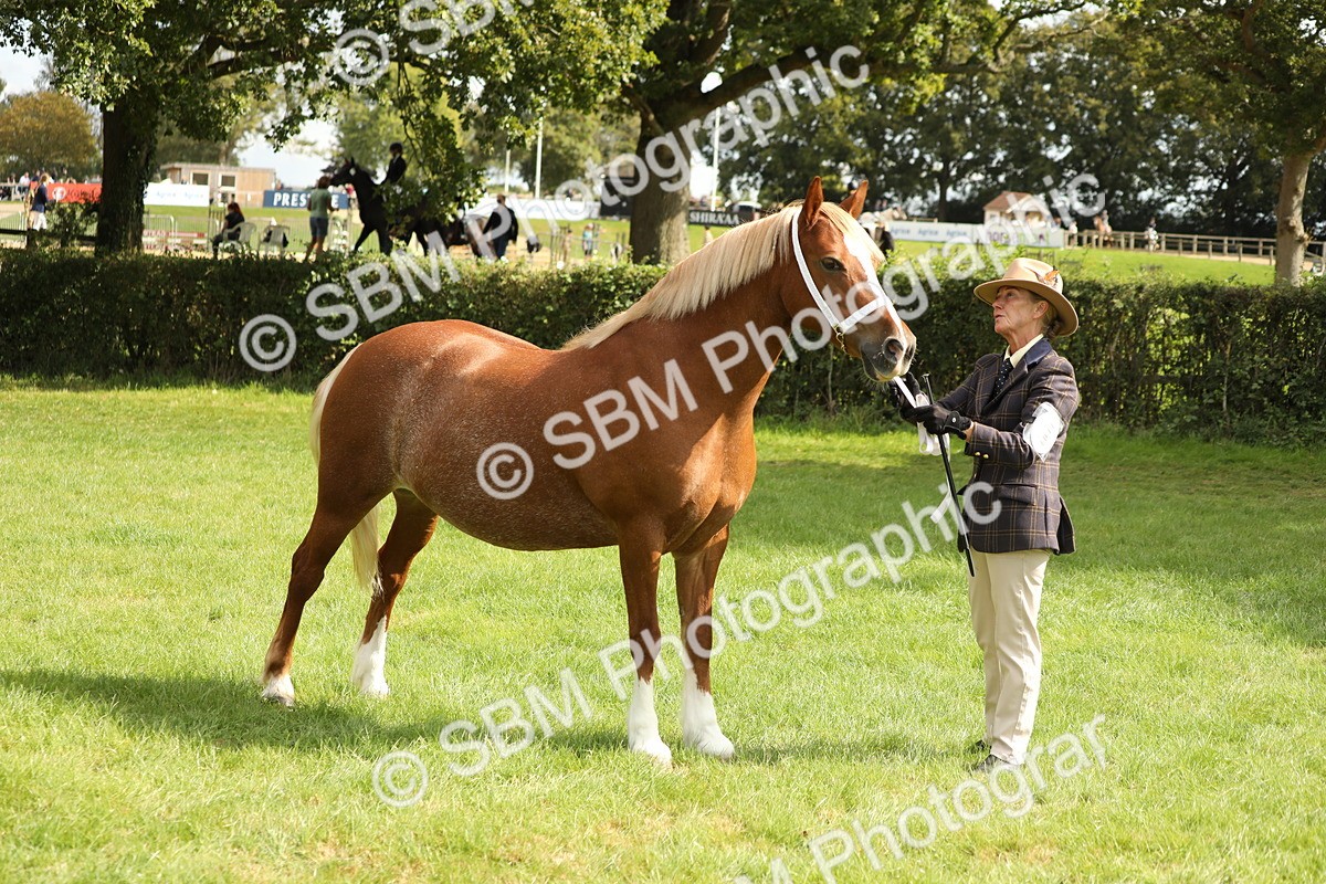 SBM_65434 - S47 - Mountain & Moorland In Hand Large Breeds