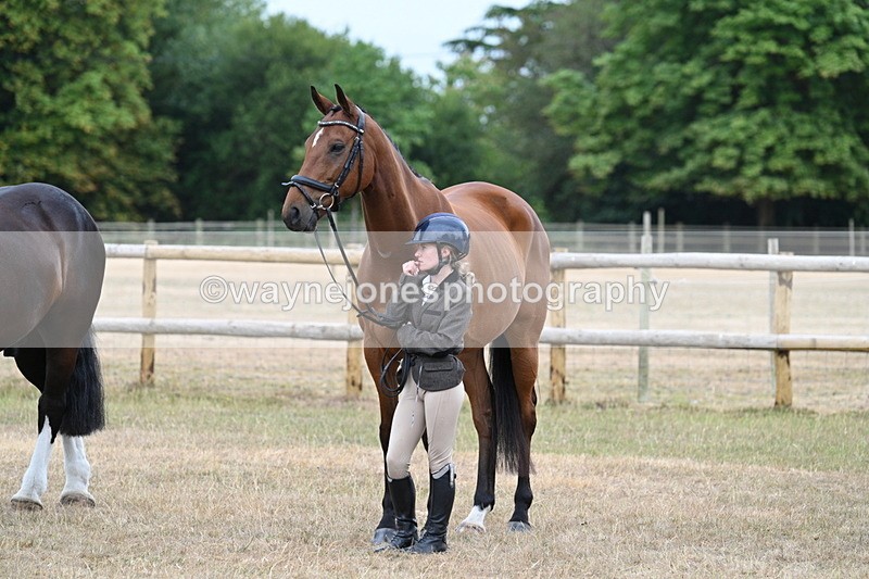 WJ7_0028 - Class 5a Most Handsome Gelding (above 14.2hh)