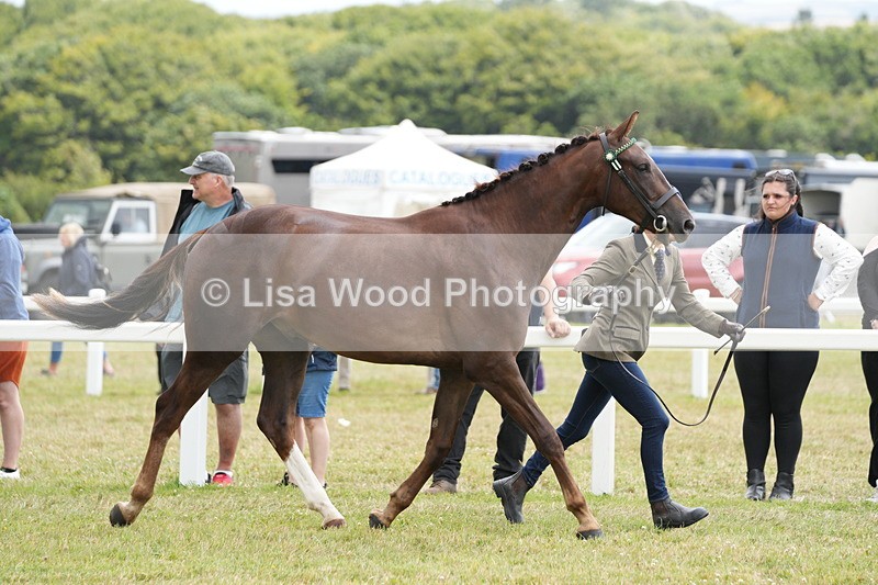 DSC06136 - Class 54: Hunter/Riding Horse/Hack 1 & 2 yr olds