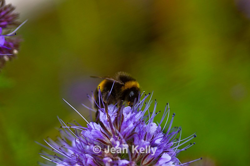 Bee on a Bllue Tansy - 3512_00009 - Insects
