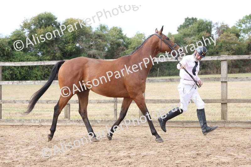 20260831-1915 - Class 5 - Retraining of Racehorses