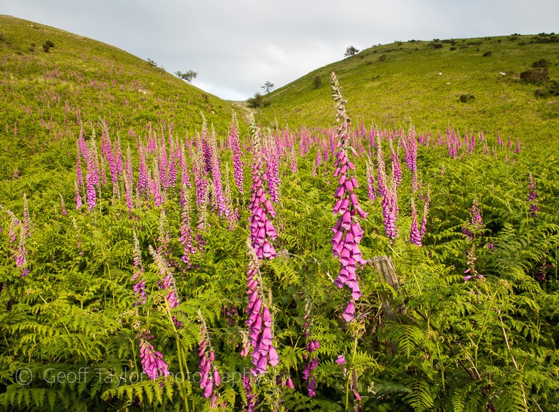 Little Caradoc foxgloves - The Literary Landscape of Shropshire