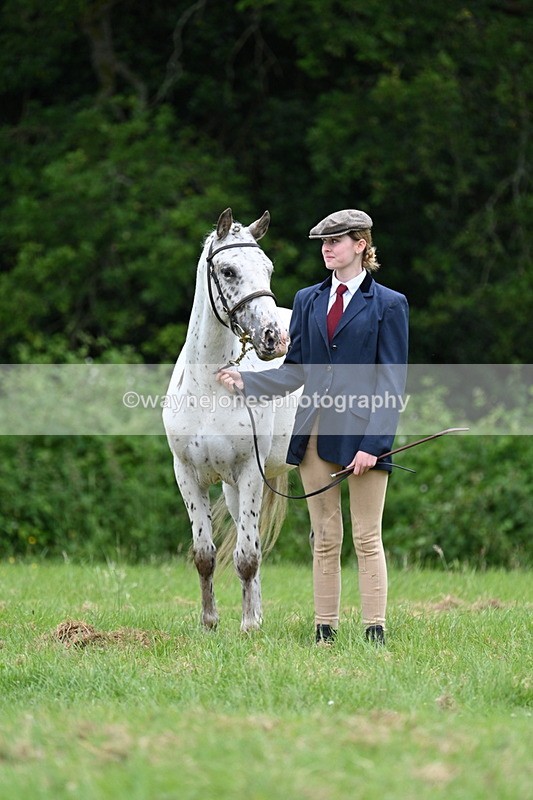 WJ7_4432 - Class 14B Prettiest Mare