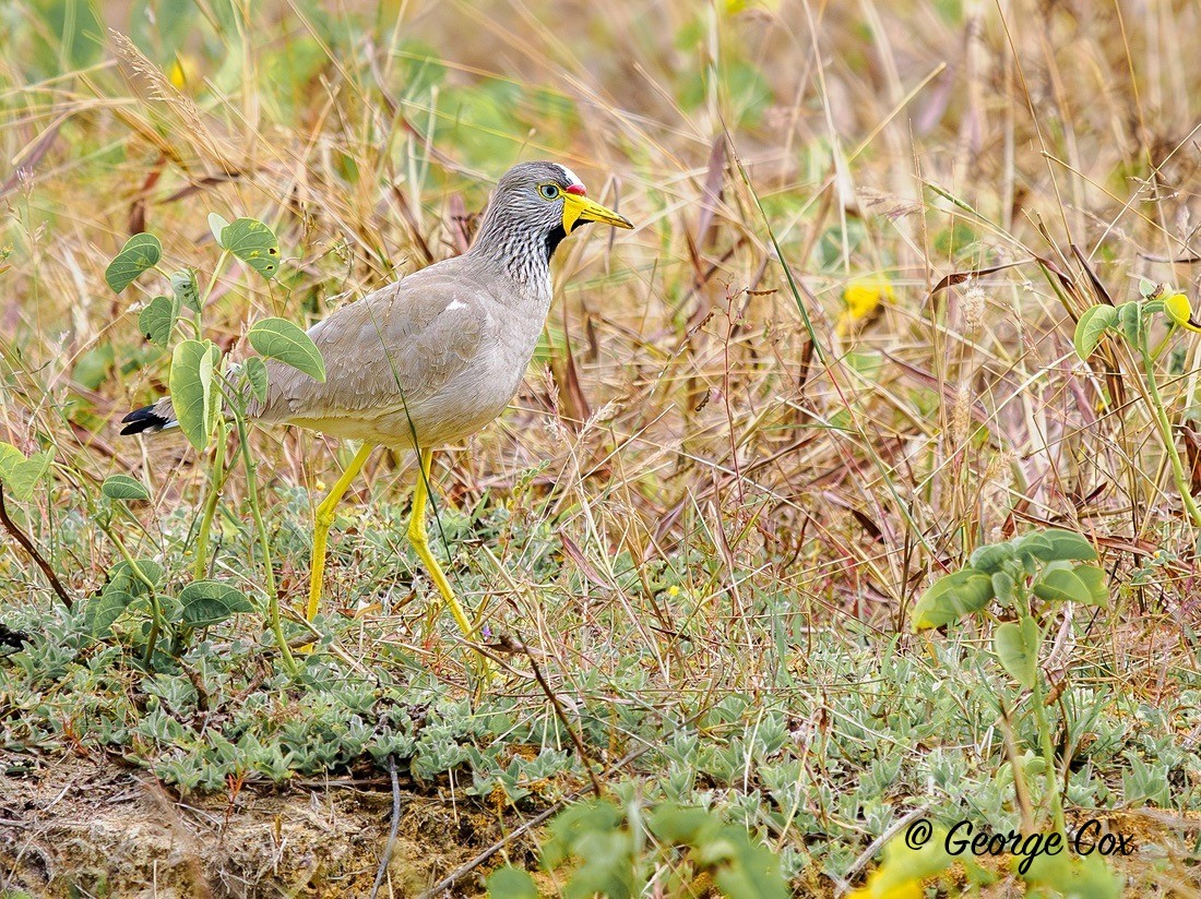 Wattled Lapwing - Gambia 2025