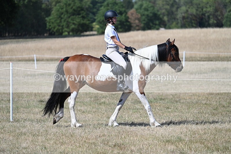 WJ7_1209 - Class 41 Prettiest Mare