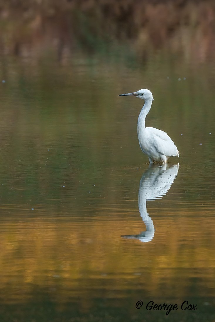 Egret reflection - India