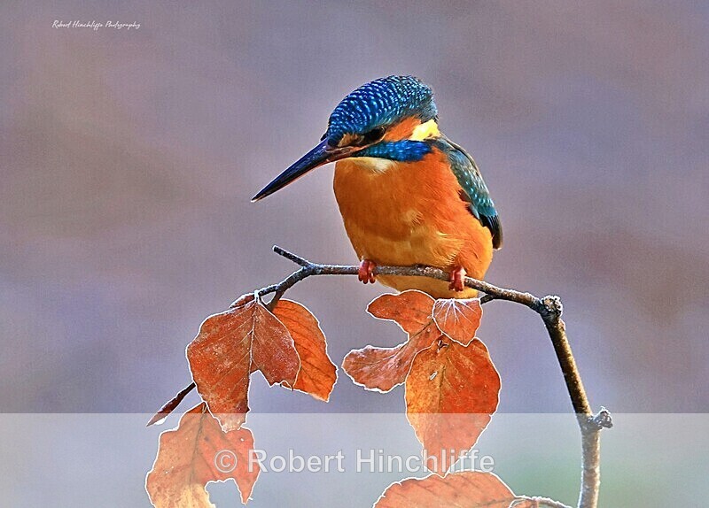 Kingfisher - United Kingdom